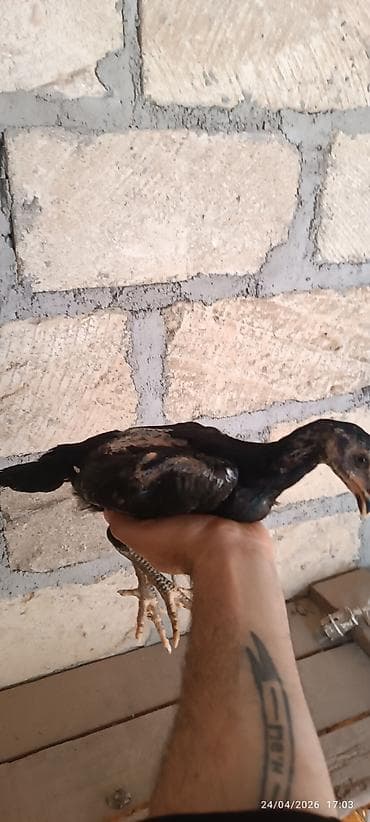 hind quslari: Toyuq cücələri, Damazlıq — 5