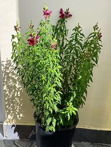 ev bitkisi: Antirrinum (Aslanağzı) saksı bitkisi - Növ: Antirrinum majus – — 1
