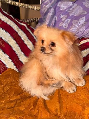 itler pikines type 1: Şpitz — 7