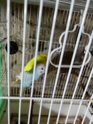 попугай ара цена: Salam bala cavan qusdardi isimle əlaqeli yeni teze duzeldim baxan — 3