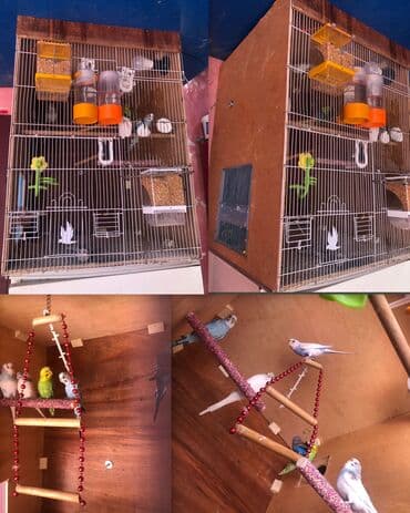 3erkek 3disi hazir yuvalari var hamisin + elave 1boyuk qefes hediyye