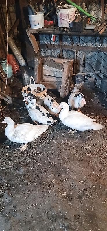 ağ afcarka: Muscovy ördəkləri (indooutka) – müxtəlif rəng çalarlarında sürü - Növ — 2