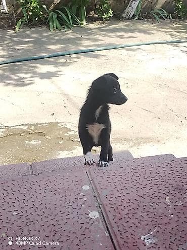 it bazari hardadi: Çubuş 1ay yarimliq, dişi satilir 40m unvan mastaga — 1