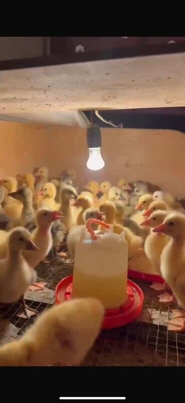 həyət qazı: Qaz balaları – broyler tipli ördəklərə alternativ olaraq sürətli — 3