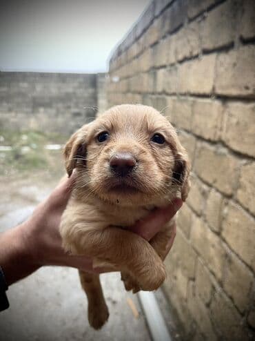 bala itlerin satisi: Zərif krem rəngli balaca Koker Spaniel balasidilar - Cins: kiçik/orta — 1