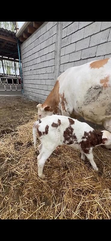dana inək: Satılır: inək buzovu ilə birlikdə - Cins tipi: Simental tipli — 6