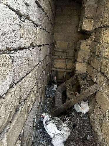 ana bala inək: Layt Brama toyuqlar 3 eded — 3