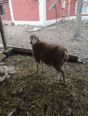 Gəmiricilər: Hər ikisi cins quzlaridir iksdə dişdir 5-6 aylıq quzlardir qiyməti — 9