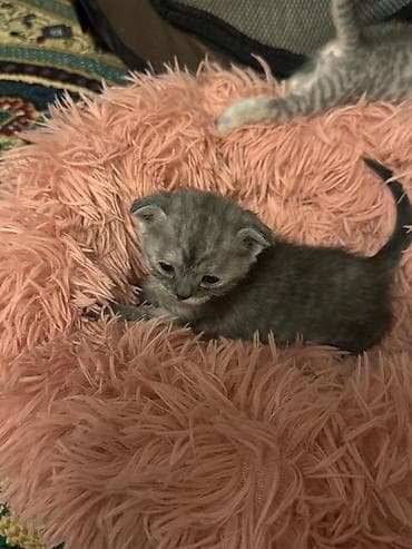 anqora pişik: Yaxşı əllərə — 3