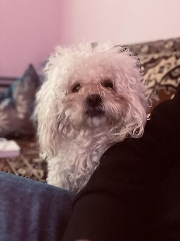 quş qefes: 3 il, Dişi, Peyvəndli, Ödənişli çatdırılma — 5