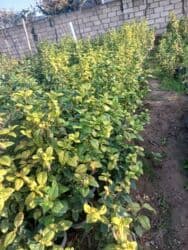 Удобрения: Kalina gülləri — 3