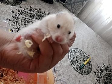 hind guşu: Qəfəsi ilə birlikdə 30 manat Məhsul: Hamster (ağ tüklü, qara — 1