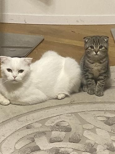 heyvanlar pişik: Şotland — 1