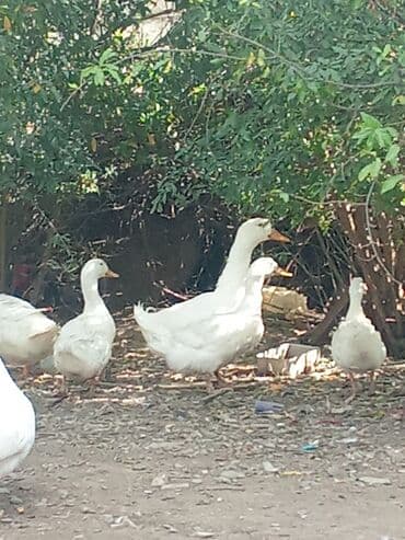 bakida cins ineklerin satisi: Самец, | Kuban, Для разведения, Самовывоз — 2