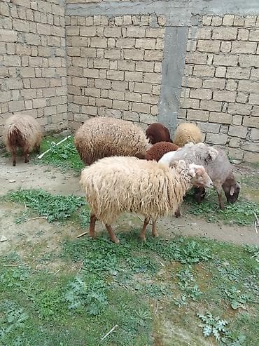 Salam bu heyvanar kom satılır 4 Qoyundu 2 quzu 1 dənədə Qoç qoyunarın