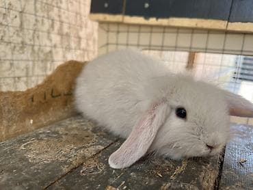 bars bit dermani: BOZ renqli Çox gözəl Holland Lop balası satılır. ✅ Təxminən 1 — 2