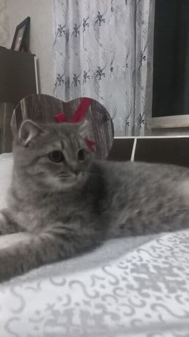 etibarlı əllərə pişik: Şotland yastı qulaq, Yaxşı əllərə — 4