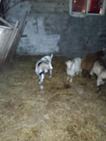 erkək keci: Qoyun-keçi sürüsü - Şəkillərdə müxtəlif cinsli qoyun və keçilərdən — 7