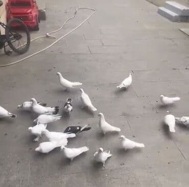 göyercin yuvası: 🕊️ Satılır – 22 ədəd göyərçin 💰 Qiymət: 150Azn 📍 Ünvan: Binəqədi 🕊️ — 1