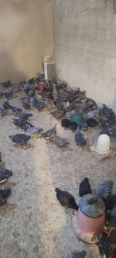 Cücələr: Toyuq cücələri, Ətlik — 2