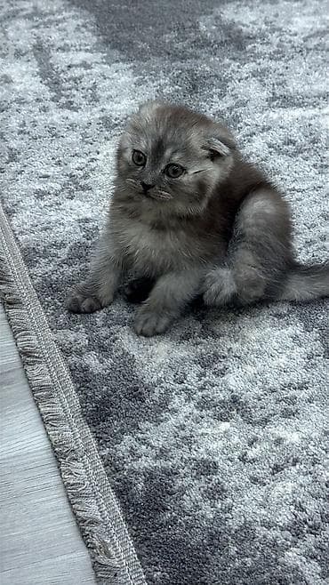 pişik cütleşdirme: Britan, Erkək, Dişi — 2