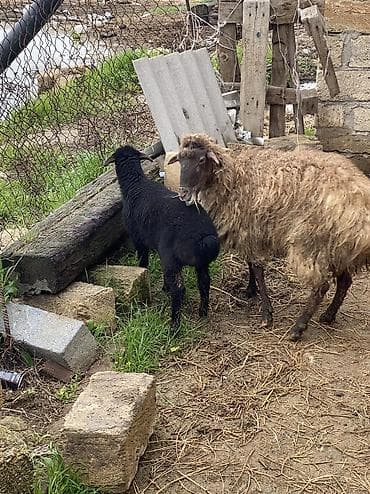 keci: Ana bala qoyun. Cavan tecli satlır 
Sumqayıt — 7