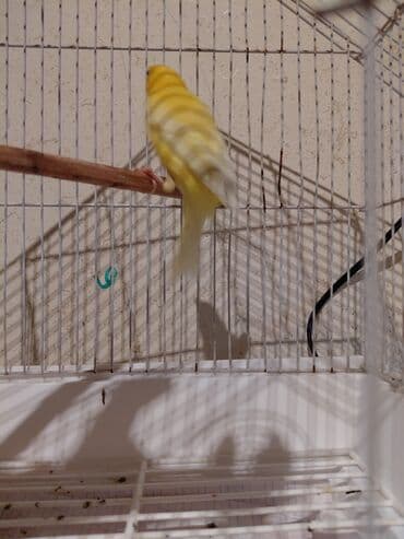 taxta qefes: Sarı kanareyka – - Növ: Kanareyka (sarı rəngli) - Rəng: Parlaq sarı — 3