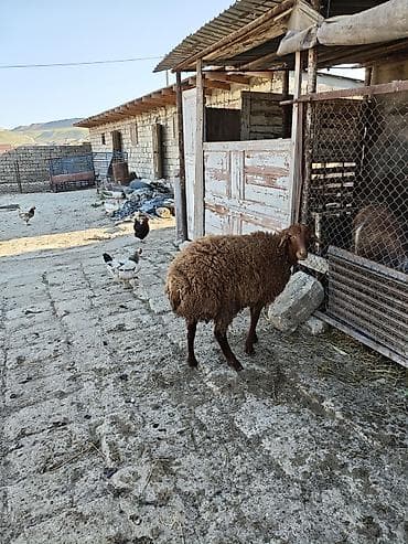 bordaq qoyun: 7ayliqdi saglam heyvandi — 3