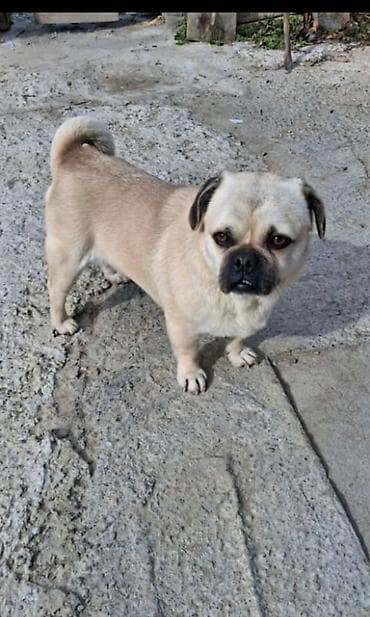 pudel it satisi: Mops — 1