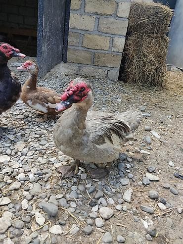 ingilis setter it cinsi: Temiz qan xoruzlar ve fereleri var hamisi yumurtlayir real alıcılar — 2