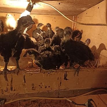 Toyuq cücələri, Ətlik — 4