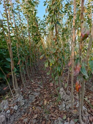 meyvə ağacı: Her sor tinglermiz movcuddur yerli və xarici sortlar var sortlara — 2