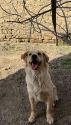 doberman satış: Retriever, 1 il, Dişi, Peyvəndli, Ünvandan götürmə — 2