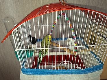 qurd satisi: Xarice gediyimiz ucun baxanimiz yoxdu deye tecili satilir yemeyo — 1