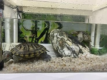 baliq tutan satilir: Dördbucaq akvarium, Balıqlarla birlikdə, 12 l, Ünvandan götürmə — 4