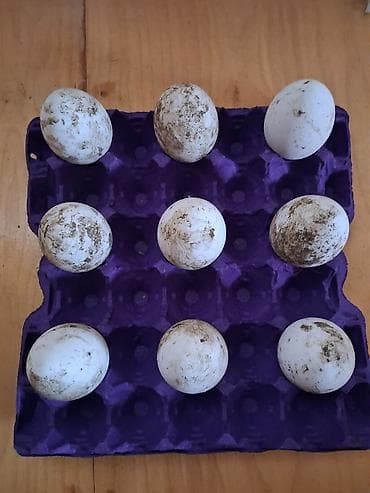 qazlar: Dişi, | Linda, Yumurtalıq, Ünvandan götürmə — 3