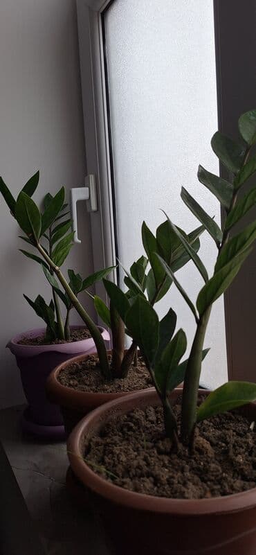Buket güllər: Zamioculcas zamiifolia (ZZ plant) – qəhvəyi plastik dibçəklə birlikdə — 3