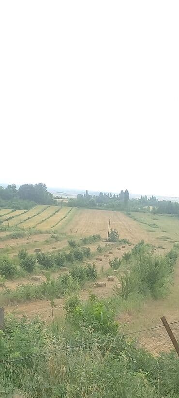 mağaza üçün yer icarəyə götürürəm: Ünvan: Qusar şəhəri Ləyər kəndi (ləzgi ləyər) 1hk 68 sot bağ yeri — 4