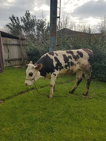 anqus dana: Qaramal – erkək dana (qara-ağ alaca) simental 1 il 8 ayliq hundur — 8