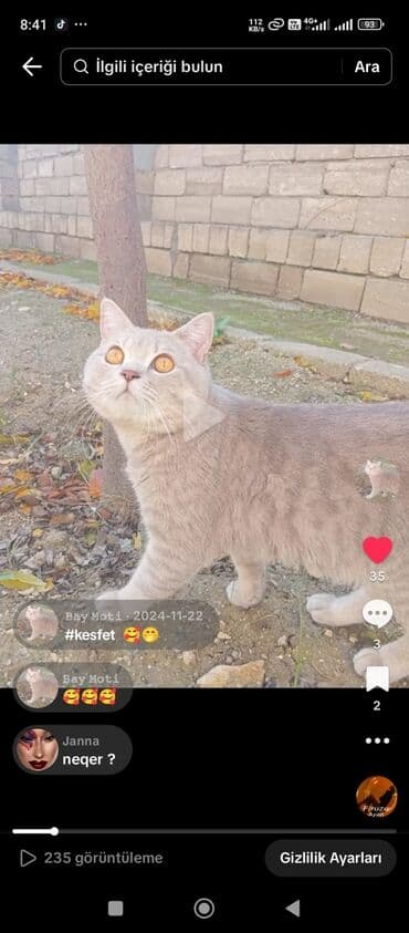 Şinşilla, Erkək, Yaxşı əllərə, Ünvandan götürmə lalafo.az -da Şinşilla, Erkək, Yaxşı əllərə, Ünvandan götürmə