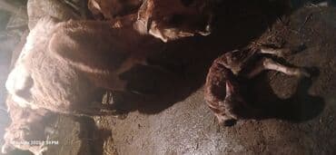 sudluk inək: Duye. 20 deqiqe olar dogdu 1950 manat isdiyen buyursun — 1