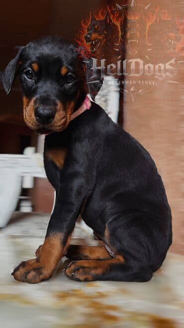 heyvanlar at: Doberman, 1 ay, Dişi, Sənədli, Ünvandan götürmə — 3