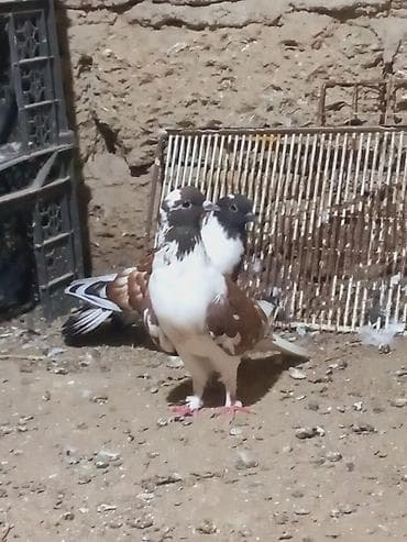 bulbul quşu: Salam 6 dene secme quşlardi hamsi saglam bala veren heyvandi ucuşlarda — 7