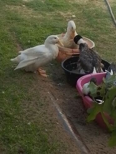 ördək balası və cücə: Ev şəraitində bəslənən ördəklər - Növ: məişət üçün saxlanılan — 3