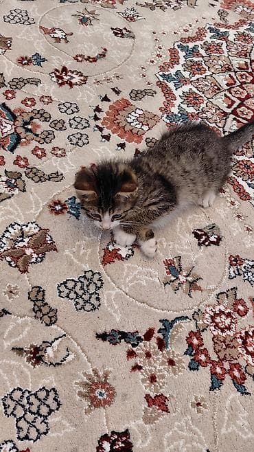 siam pisiyi: Erkək, Ünvandan götürmə — 7