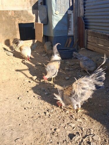 sumqayit liqorin: Курица, Для разведения — 4