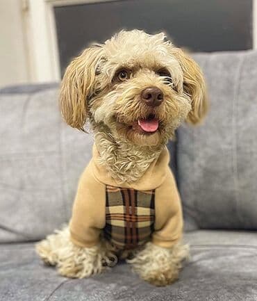 pudel it cinsi: Pudel — 4