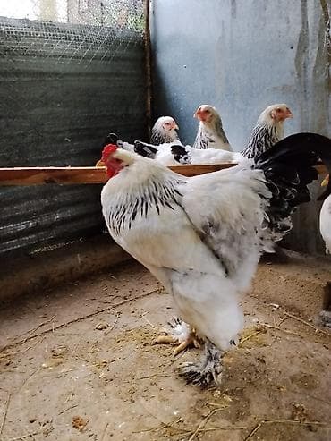 quş qaz: Toyuq, Brama, Damazlıq — 3
