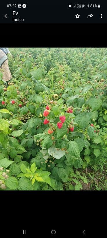 qeyri adi tort sekilleri: Məhsul: Təzə moruq (bağdan yığılmış) Təsvir: - Şirin, ətirli və — 10