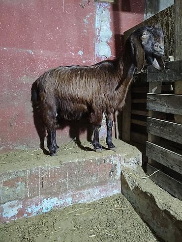 keçilər: Super damazliq heleb ve turk kecilermiz geldi kime maraqlidsa zeng — 2